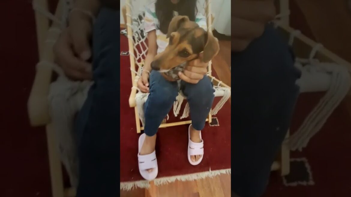 Paws & Coconuts: Puppy's Tropical Snack Adventure!🐶😀 #puppy #coconut #viralshort