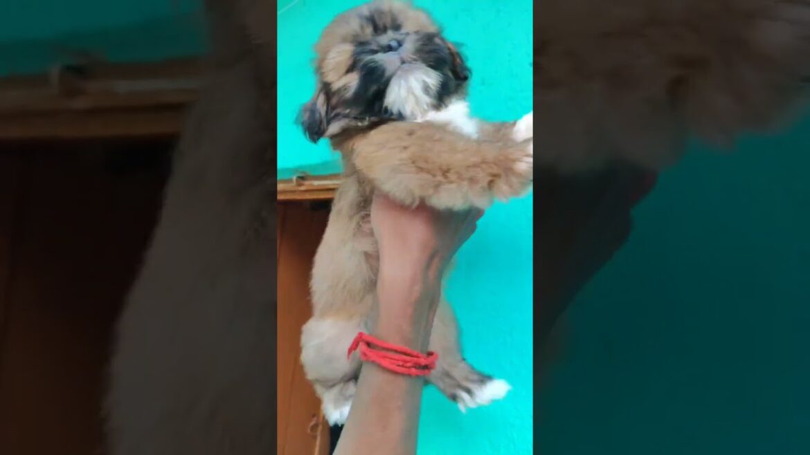 lasa apso male female available in low price 9064393486 canning #dogs #pets #youtube #video