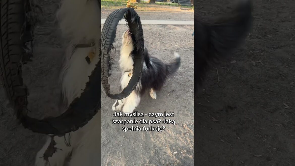 Pies Bearded collie dog #dog #pietime #pie #pies #podcast #funny #dogs #love #film