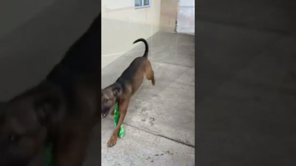 Meet Adonis a Terrier, American Staffordshire currently available for adoption! 4/8/2025 6:41:22 AM