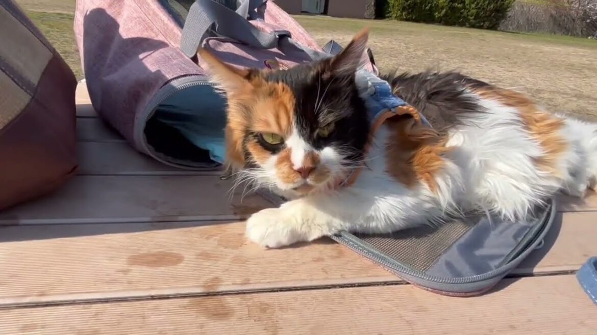 良い天気にお散歩🌸ウキウキな飼い主とは逆にテンションの上がらないパンク