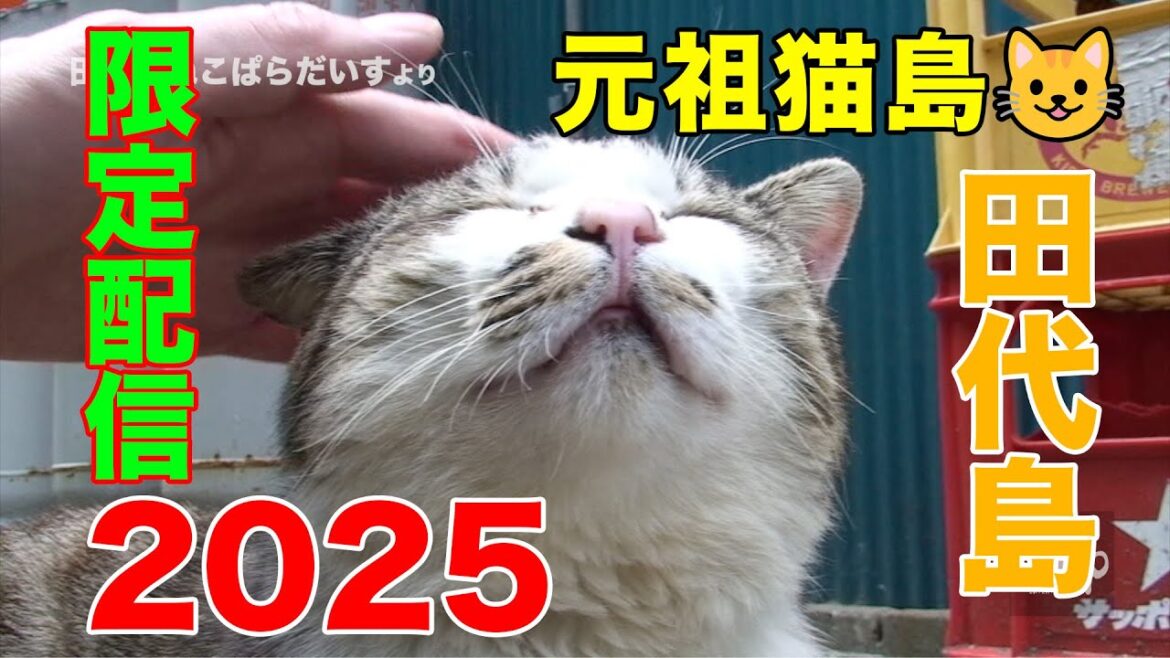 2025 期間限定配信・田代島の猫たち 2025 期間限定配信・田代島の猫たち