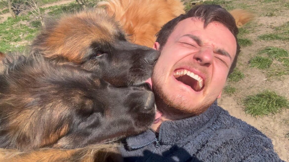 犬を飼うことの喜び