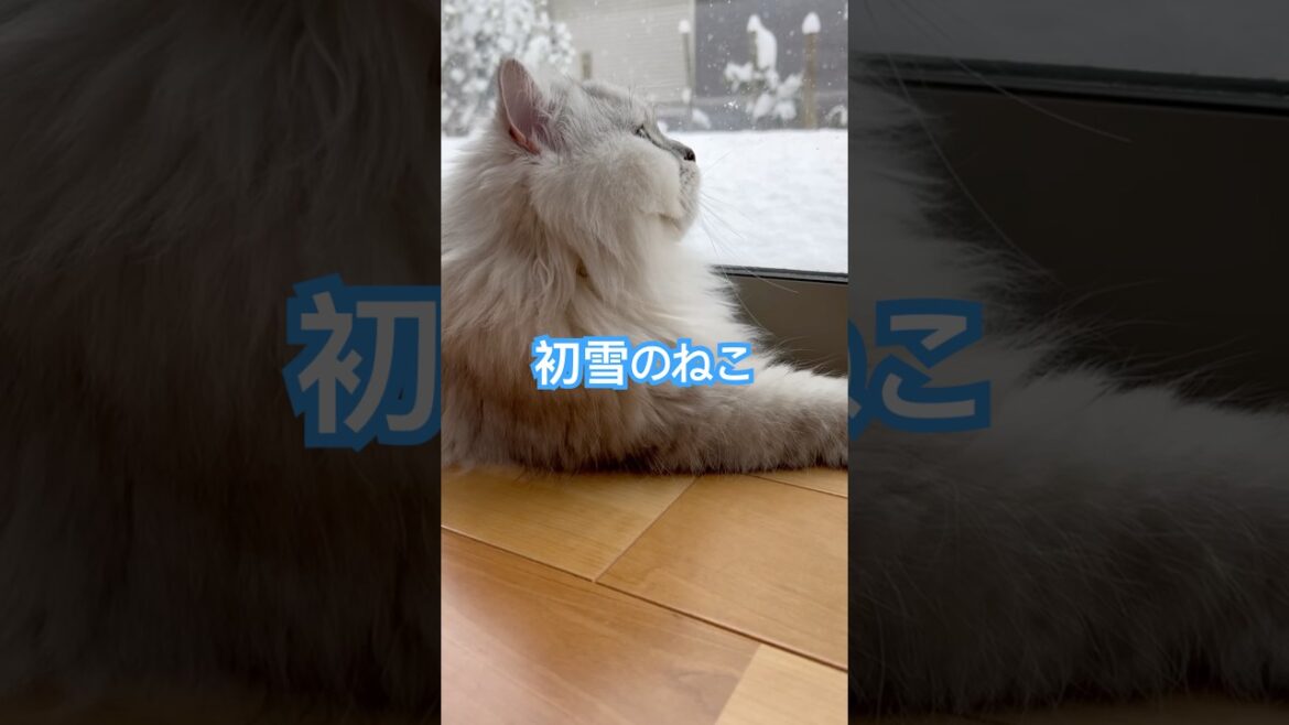 初雪のねこ　　#music #art #snow  #ペルシャ#チンチラ#猫#ねこ #猫のいる暮らし #癒し #いやし#cat  #ふわふわ