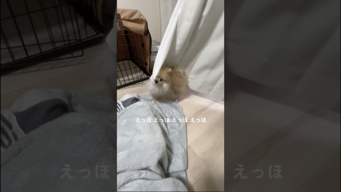 【エッホエッホの歌】ポメラニアンのぷぷ