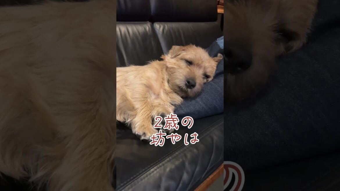 【2歳の坊や】#shorts #norfolkterrier #cutedog #kichi #愛犬キチ #愛犬のいる暮らし #ノーフォークテリア #terrier #吉