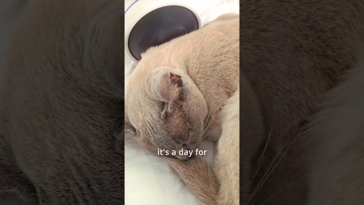 All That She Wants - Burmese #cat