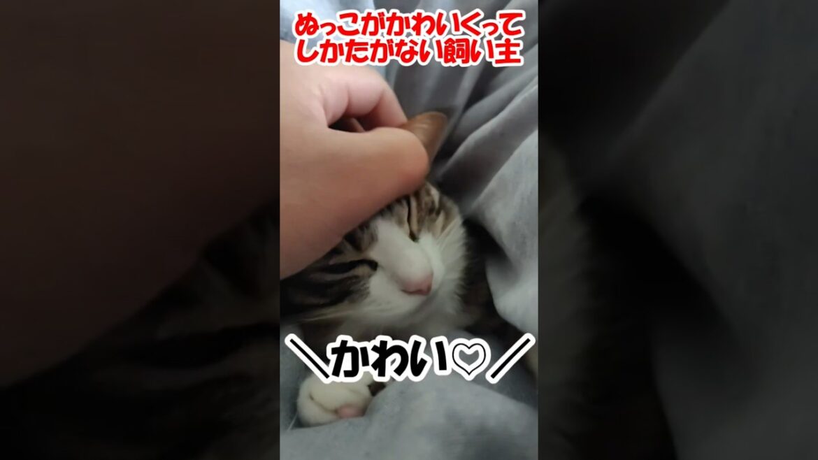 ぬっこがかわいくってしかたがない飼い主 #保護猫