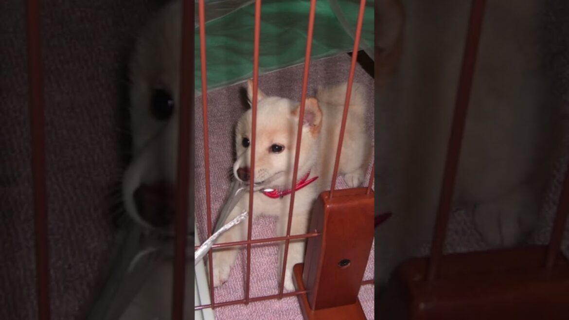 賢殿祭り#shorts #賢殿 #柴犬