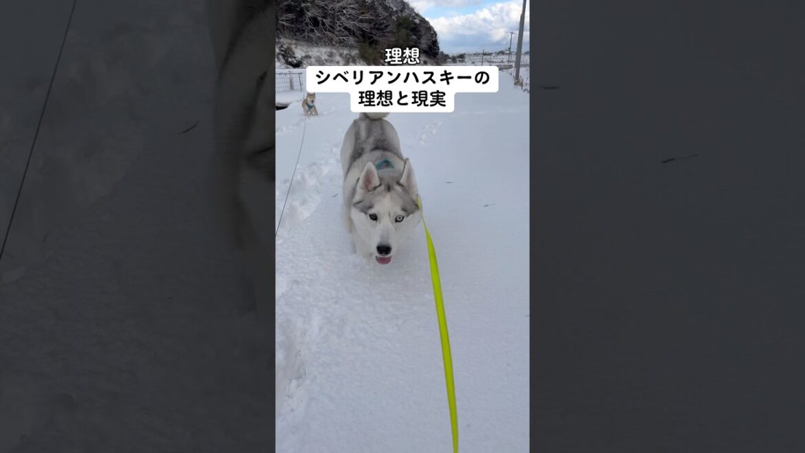 シベリアンハスキーの理想と現実が酷過ぎた #shorts