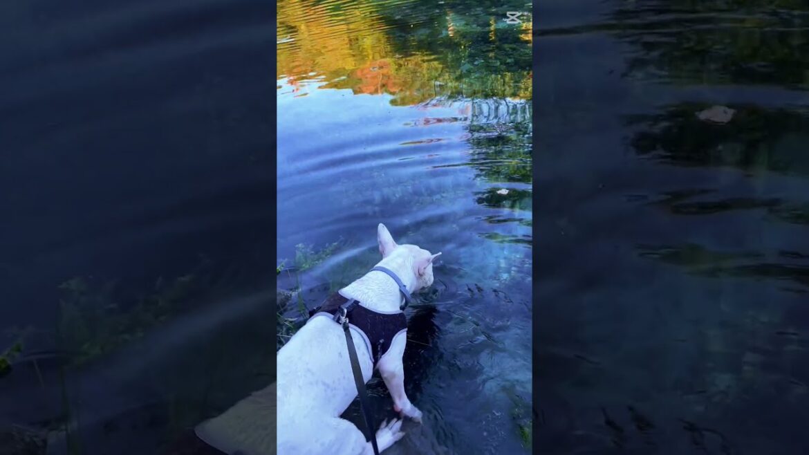 watch my dog Zoey how to swim #bullterrier #bullterrierlovers