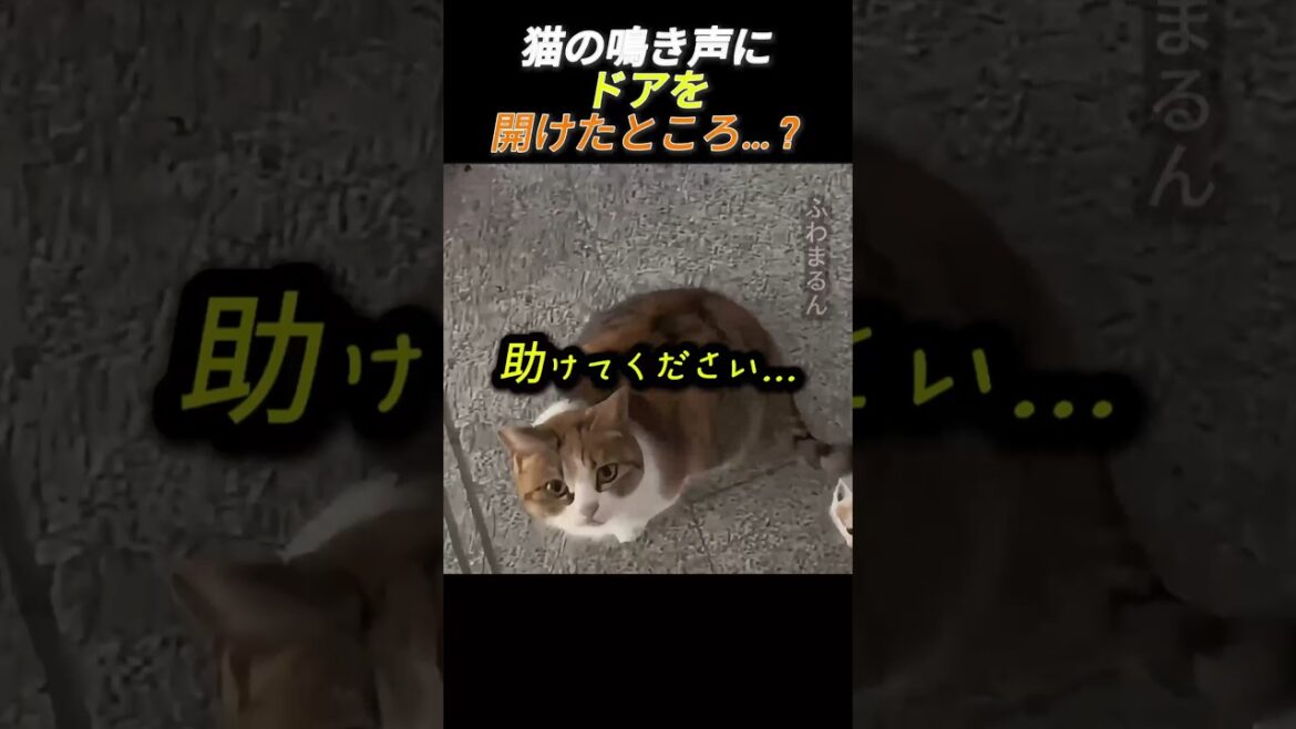 猫の鳴き声にドアを開けたところ…？      #動物 #猫 #子猫 #可愛い #愛猫 #動物愛護