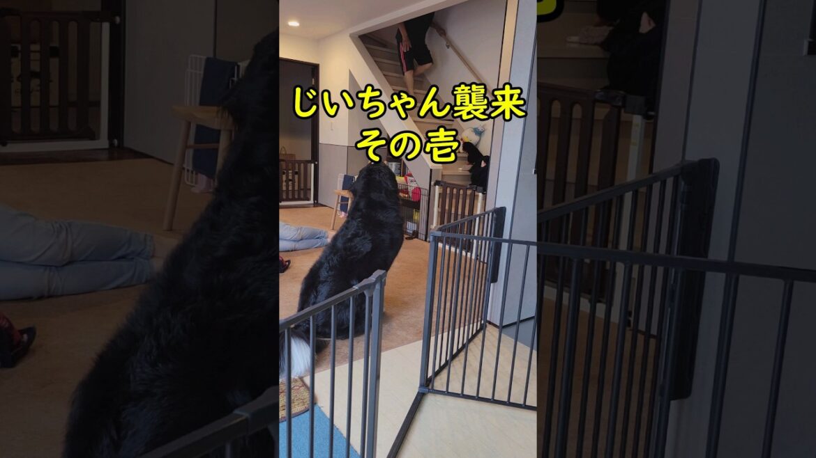 デレデレじいさんと大型犬#バーニーズマウンテンドッグ #dog #大型犬