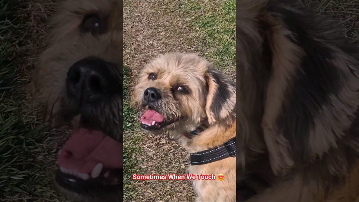 Every home is a full home when you have Terriers 😍