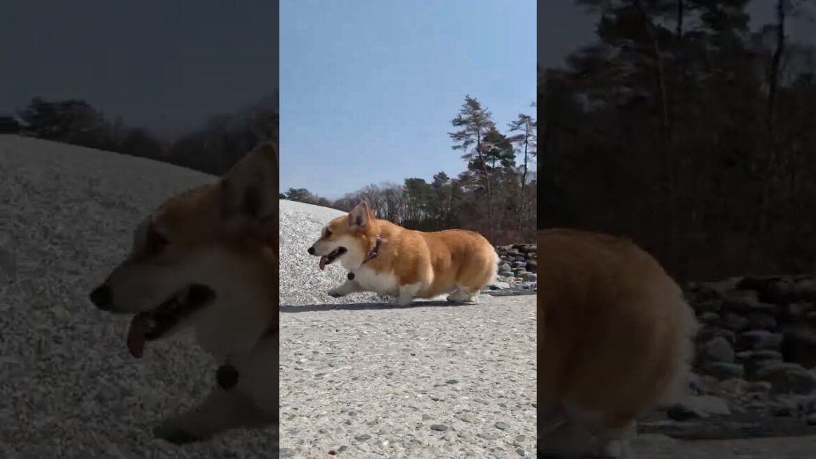 沈下橋を渡るコーギー / A Corgi walking over a low-water crossing #コーギー #corgi #サクラ