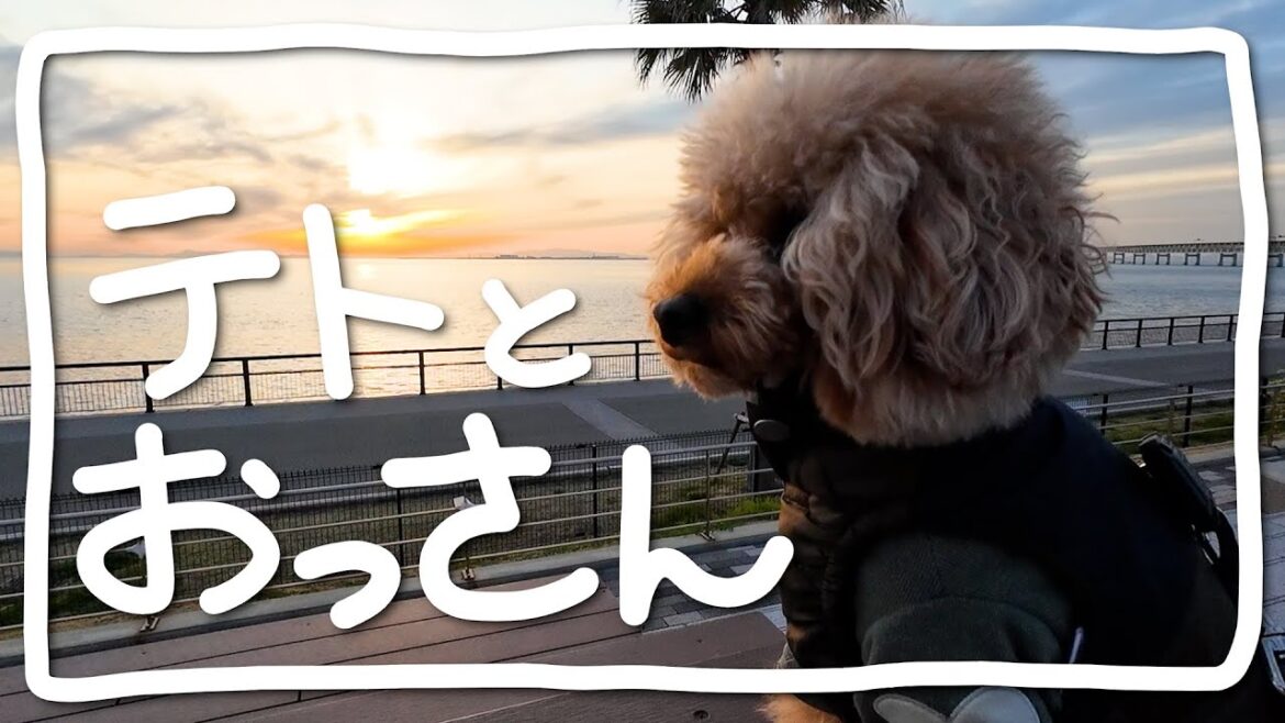 【トイプードルのテト】テトとおっさん その18・愛犬との静かな時間#トイプードル #犬のいる生活 #愛犬との時間