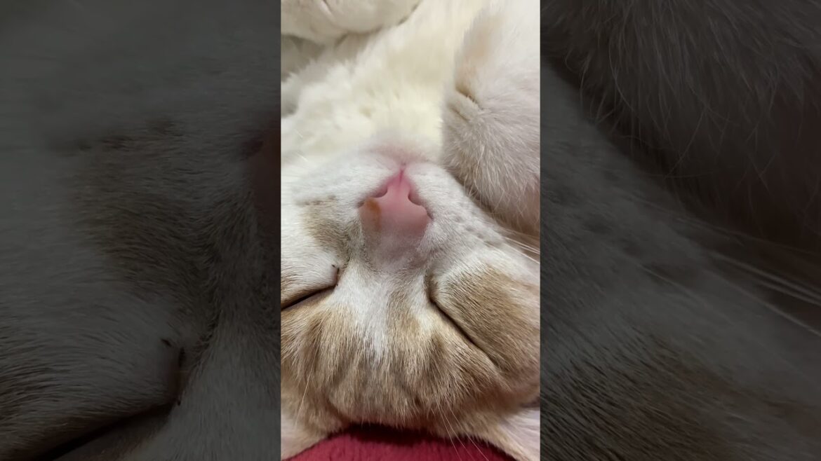 猫に近づきすぎて怒られる夫#猫 #cat