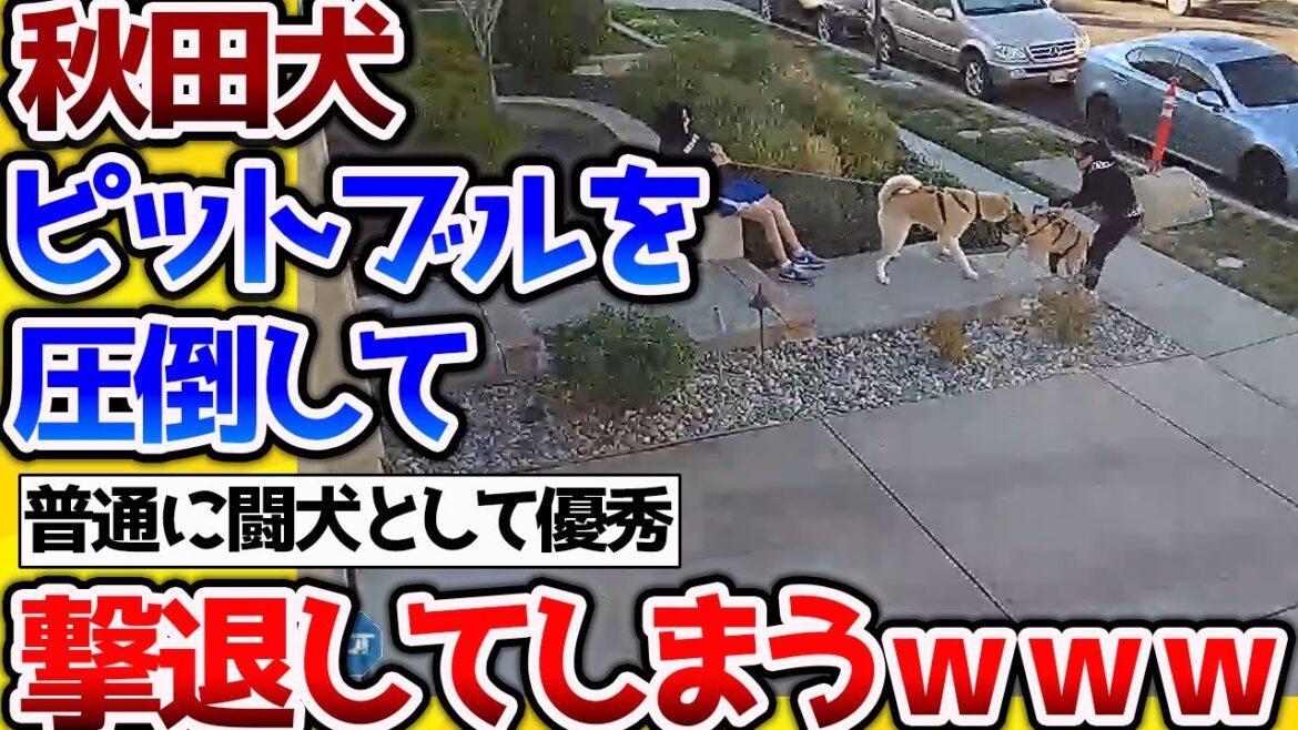 【2ch動物スレ】秋田犬、ピットブルよりも強かったｗｗ【なんj】 #生き物 #2ch #動物 #2ch面白いスレ