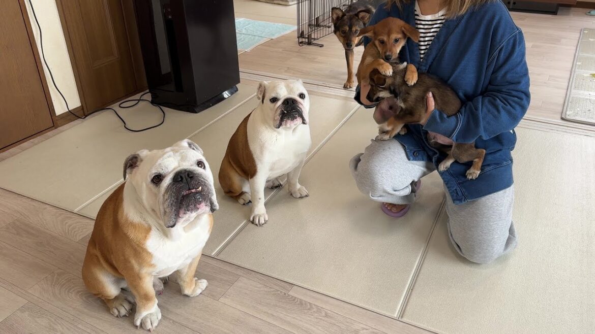 【拡散希望】保護した子犬2匹のずっとの里親さんを募集します！