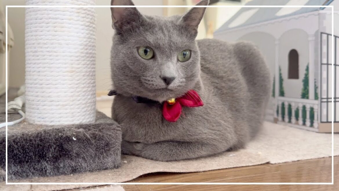 おもちゃの順番待ちをするロシアンブルーのノアちゃんです。