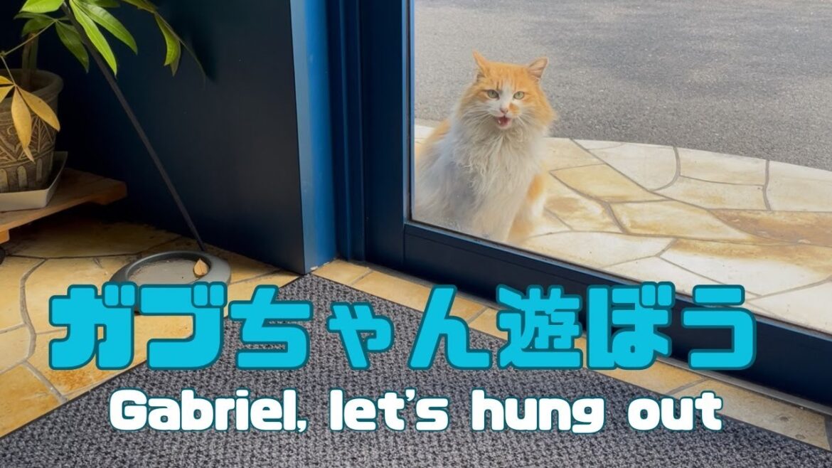 バーマン猫ガブ【ガブ遊ぼう】Gabriel, let's hung out（バーマン猫）Birman/Cat