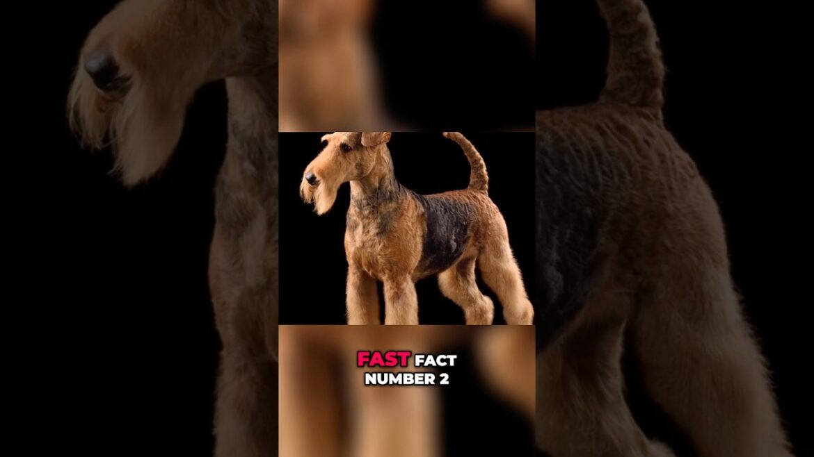 Discover the Airedale Terrier: The King of Terriers