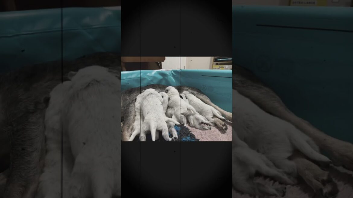 Blue Heeler- Australian Cattle Dog puppies born on March 20, 2025 #acd #blueheeler #tinroofacd