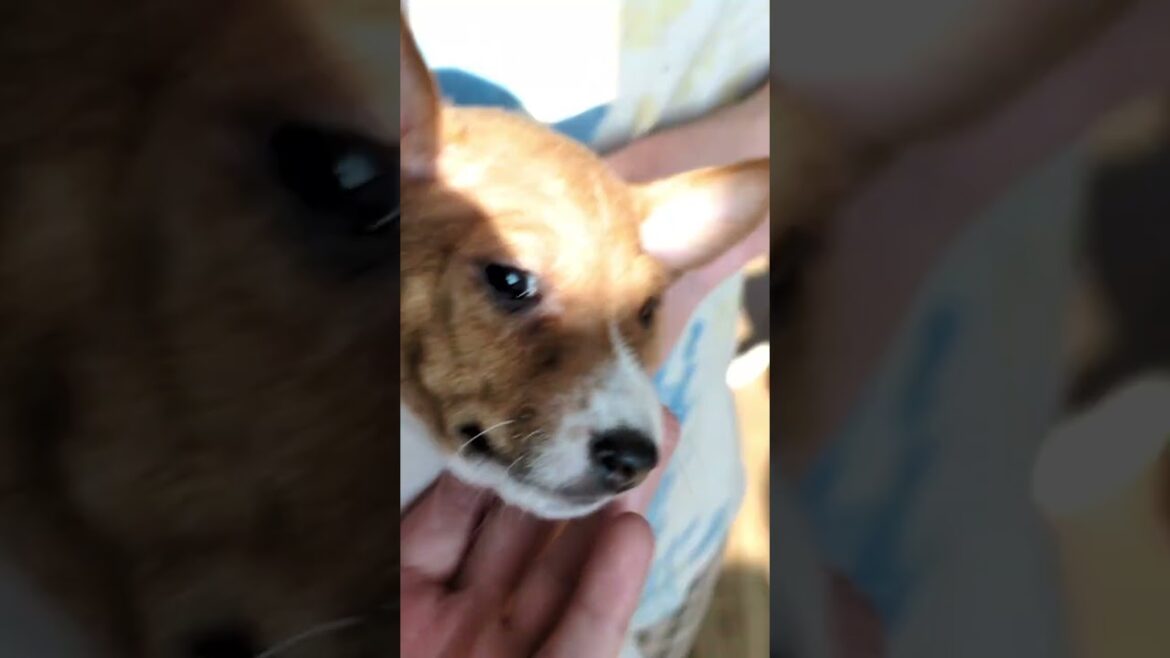 Eminem — Red and White Basenji Boy Is Waiting for His Family