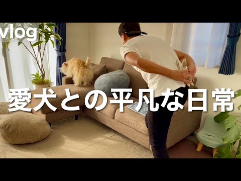 オモチャを隠した日。レイクランドテリア オモチャを隠した日。レイクランドテリア