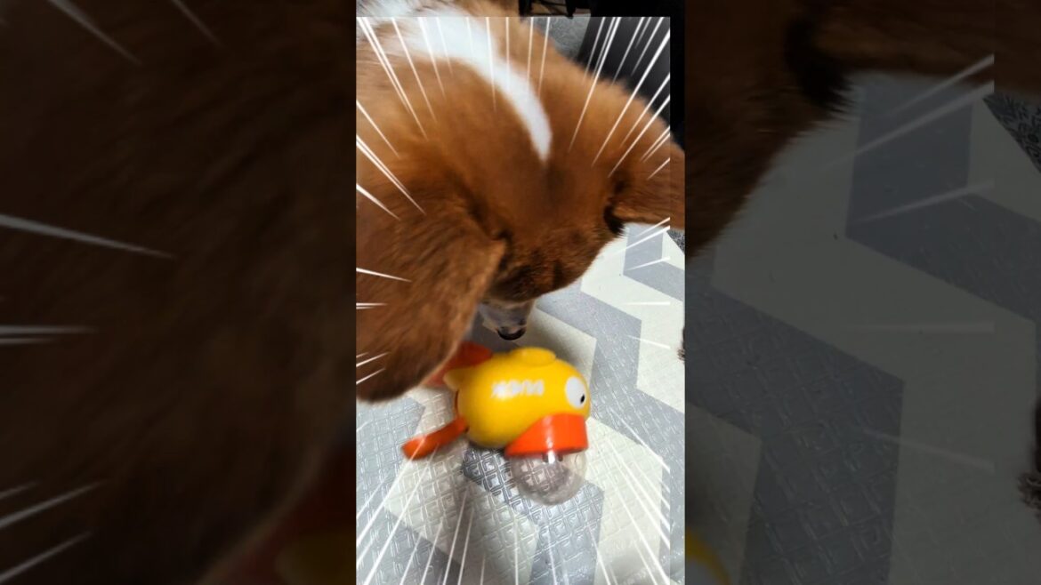 そういうのじゃない…😭 #コーギー #おもしろ #かわいい