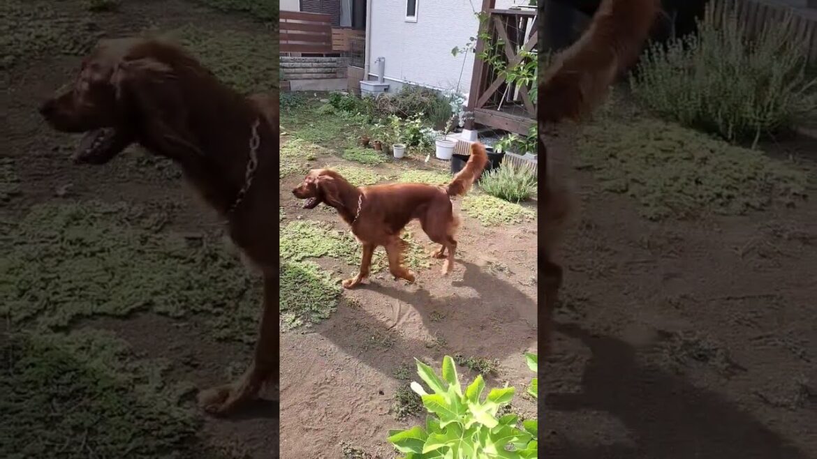 はじめての庭んぽ #irishsetter #アイリッシュセッター #大型犬 #ペット #大型犬のいる生活 #犬のいる暮らし