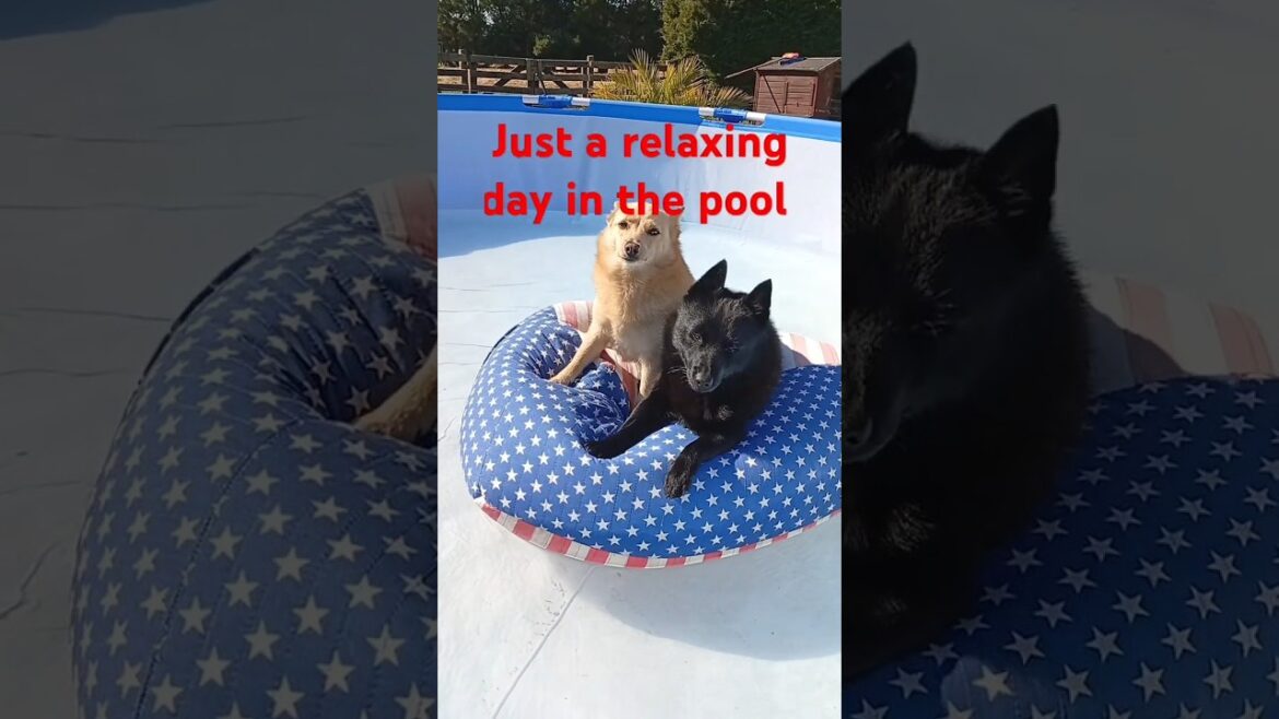 In the pool, Maya & Willi Schipperke # dogs # relax #summer #viralshorts
