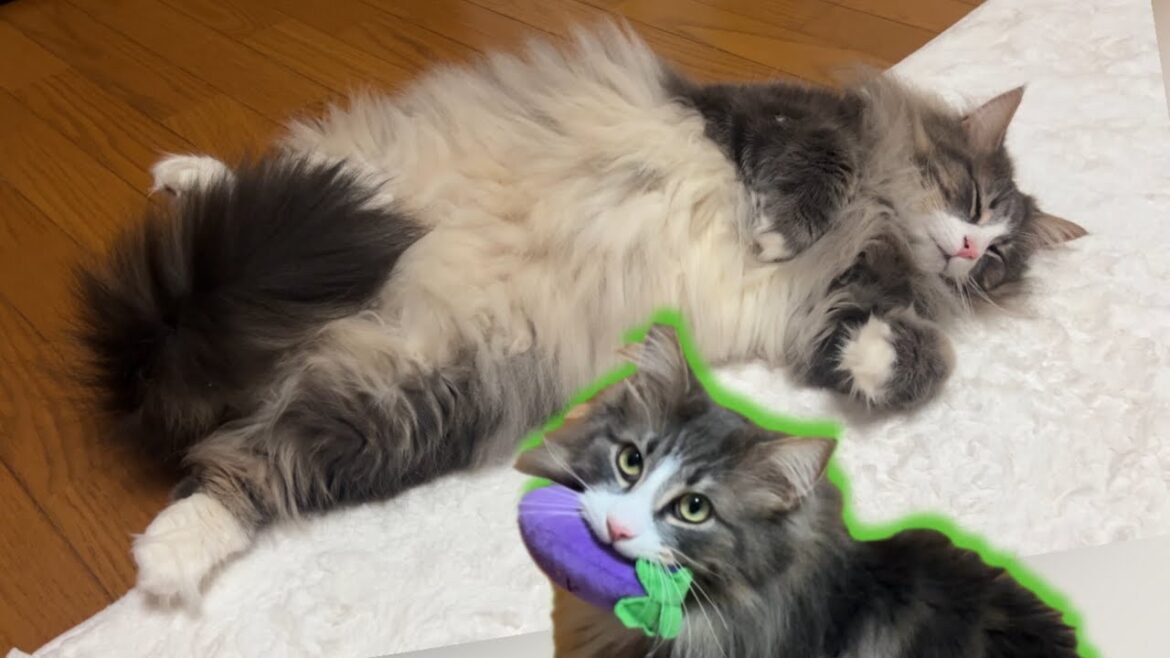 【かわいい♡】ハイテンションからのゴロ〜ン!!!!元気なノルウェージャンフォレストキャット 【かわいい♡】ハイテンションからのゴロ〜ン!!!!元気なノルウェージャンフォレストキャット