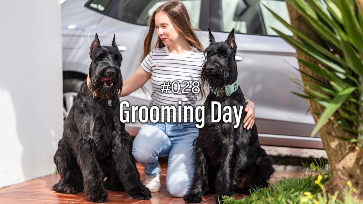 Giant Grooming Adventure | Ep.28 | Life with Giant Schnauzers