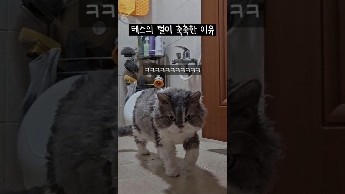 물속성(?) 고양이의 물장난 #shorts #cat #selkirkrex