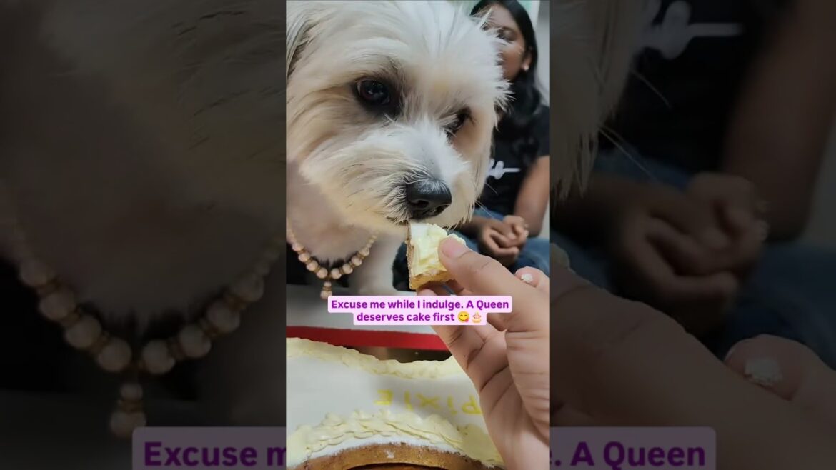 Birthday Queen Alert! 👑  Attitude: Unmatched 😎   #DogBirthday #dogcake #dogbirthdayparty #shorts
