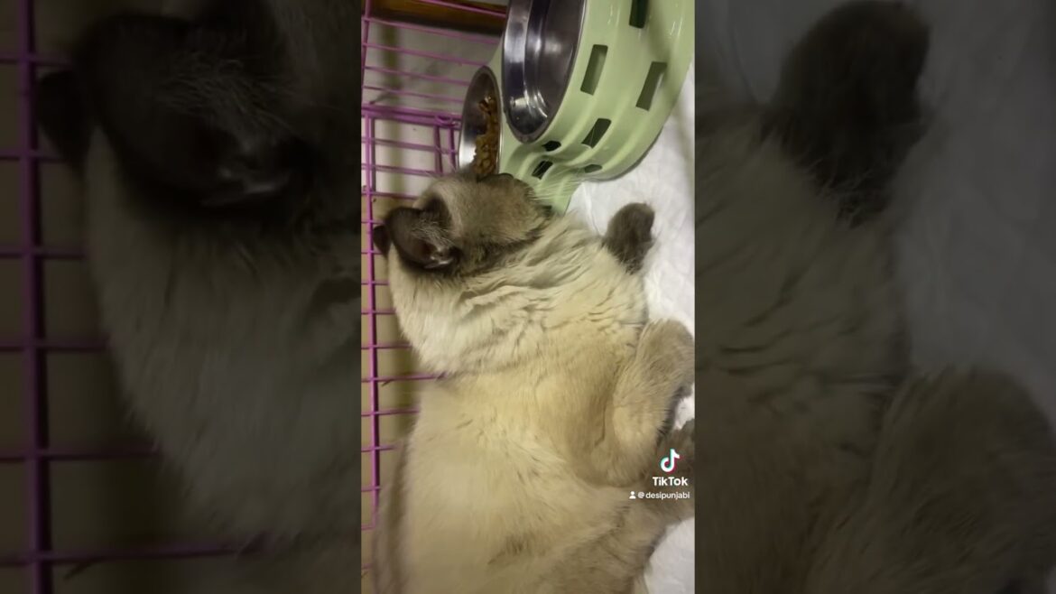 found Himalayan male Cat,have a wound on right leg, its under treatment soon available for adoption found Himalayan male Cat,have a wound on right leg, its under treatment soon available for adoption