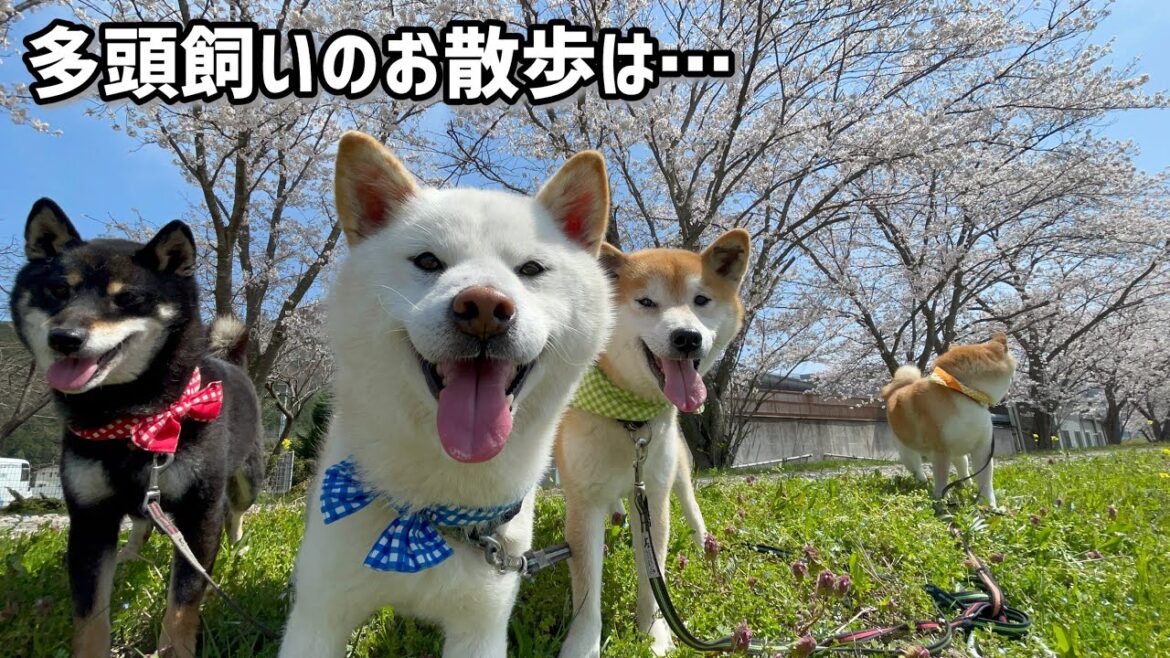 柴犬4匹のお散歩はどんちゃん騒ぎ!家族の円陣頻発でお散歩が前に進みません…w 柴犬4匹のお散歩はどんちゃん騒ぎ!家族の円陣頻発でお散歩が前に進みません...w