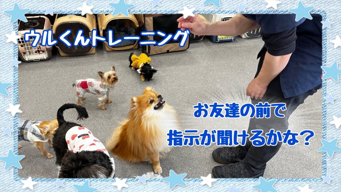 【犬の幼稚園】ウルくんトレーニング(万代店)