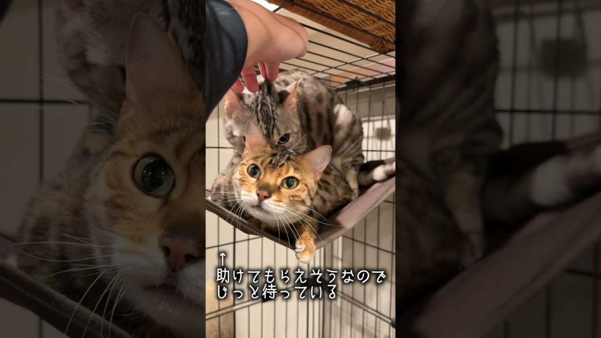 オス同士なのにマウントがやめられない猫 #ルトロゼ #ベンガル #cat