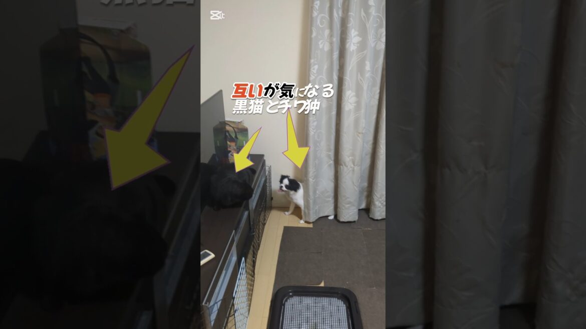 互いが気になる黒猫とチワ狆#ミックス犬 #狆チワ #黒猫#犬のいる暮らし
