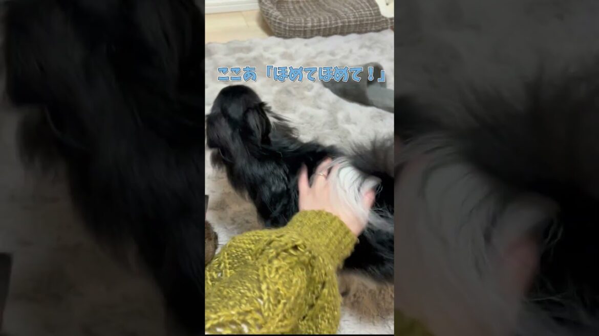 おもちゃを取ってくるチワワが可愛い  #チワワ #chihuahuafanclub #ロングコートチワワ #癒し #犬