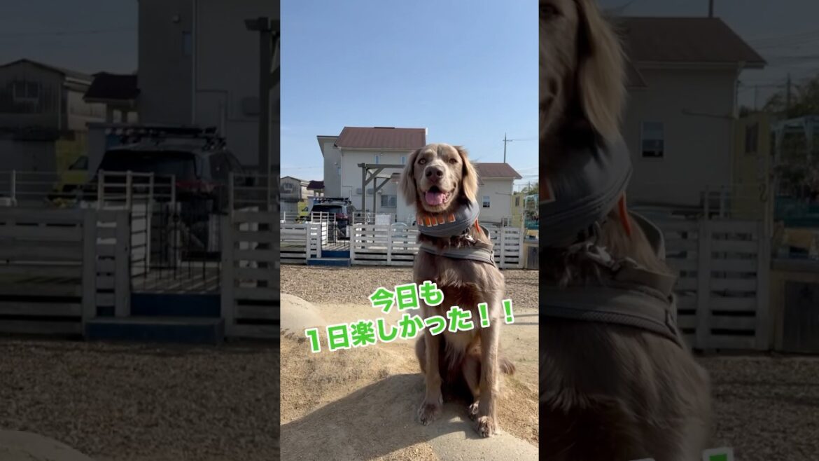 今日も最高の笑顔！！#大型犬 #犬のいる暮らし #ワイマラナー#ワイマラナーロングヘアード #dog#wiemaraner #shorts #ルルちゃんのルンルンちゃんねる