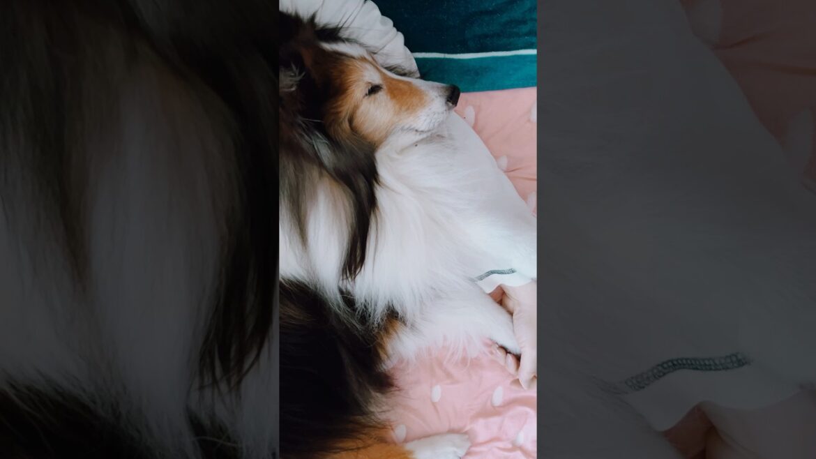 拒否されるも握り返したぞ🤭💕 #シェルティ #シェットランドシープドッグ #sheltie #shorts 拒否されるも握り返したぞ🤭💕 #シェルティ #シェットランドシープドッグ #sheltie #shorts