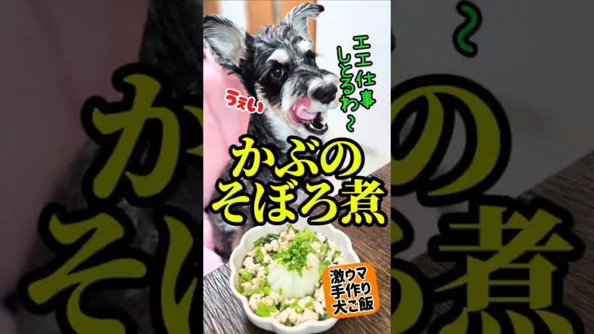 かぶのそぼろ煮!めんま本日の激ウマ手作り犬ごはん【ミニチュアシュナウザー】#めんまのへや#わんこごはん#犬のいる生活 かぶのそぼろ煮!めんま本日の激ウマ手作り犬ごはん【ミニチュアシュナウザー】#めんまのへや#わんこごはん#犬のいる生活