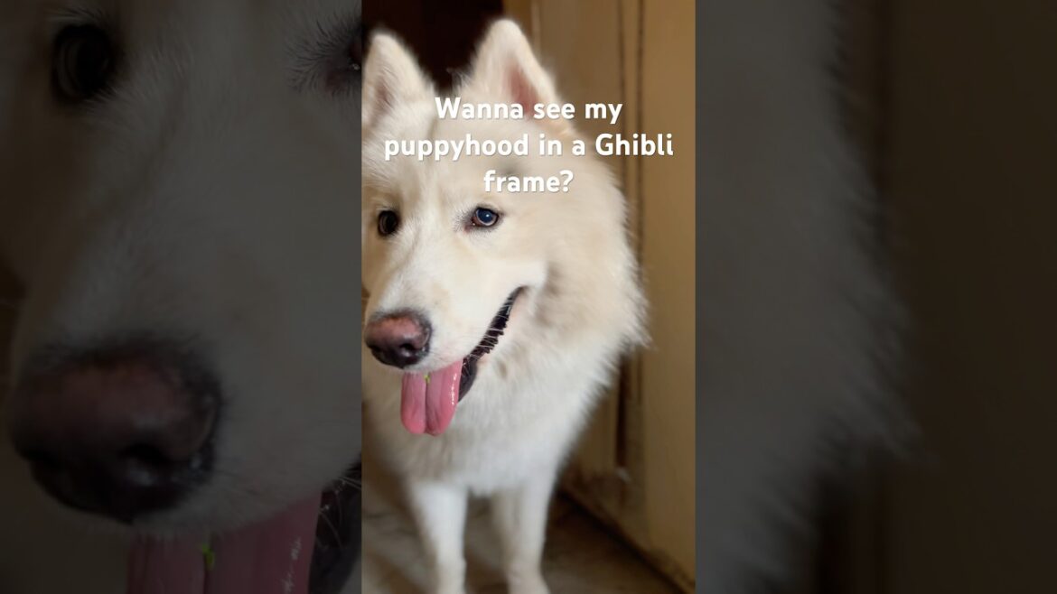 Cutest Ghibli puppy #love #doglover #trending #ghibli #dog #husky #shorts #cute #reels #art