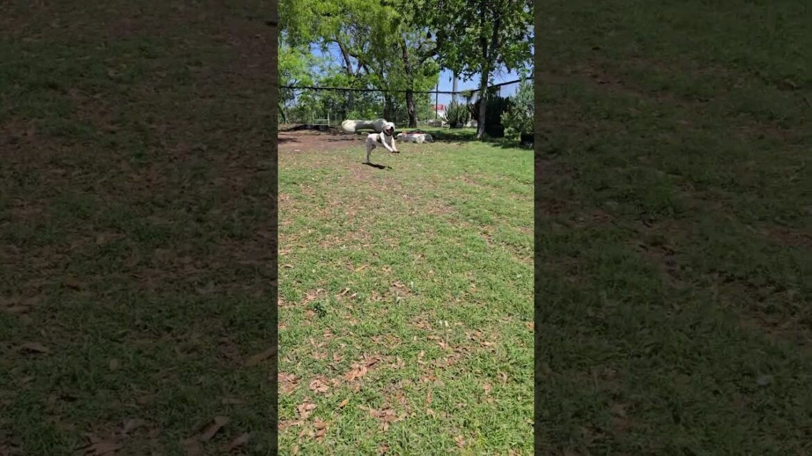 Kane A924851 #austinanimalcenter #americanstaffordshireterrier #dog #dogs