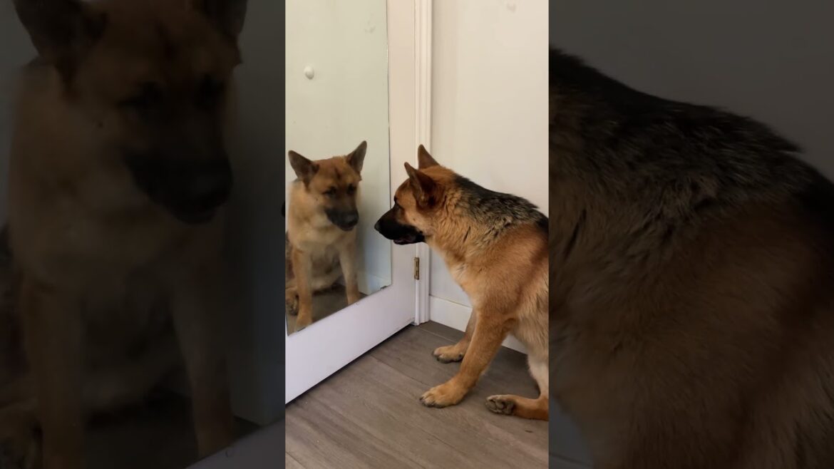 1 years and 2 months’ old German shepherd boy #Shorts