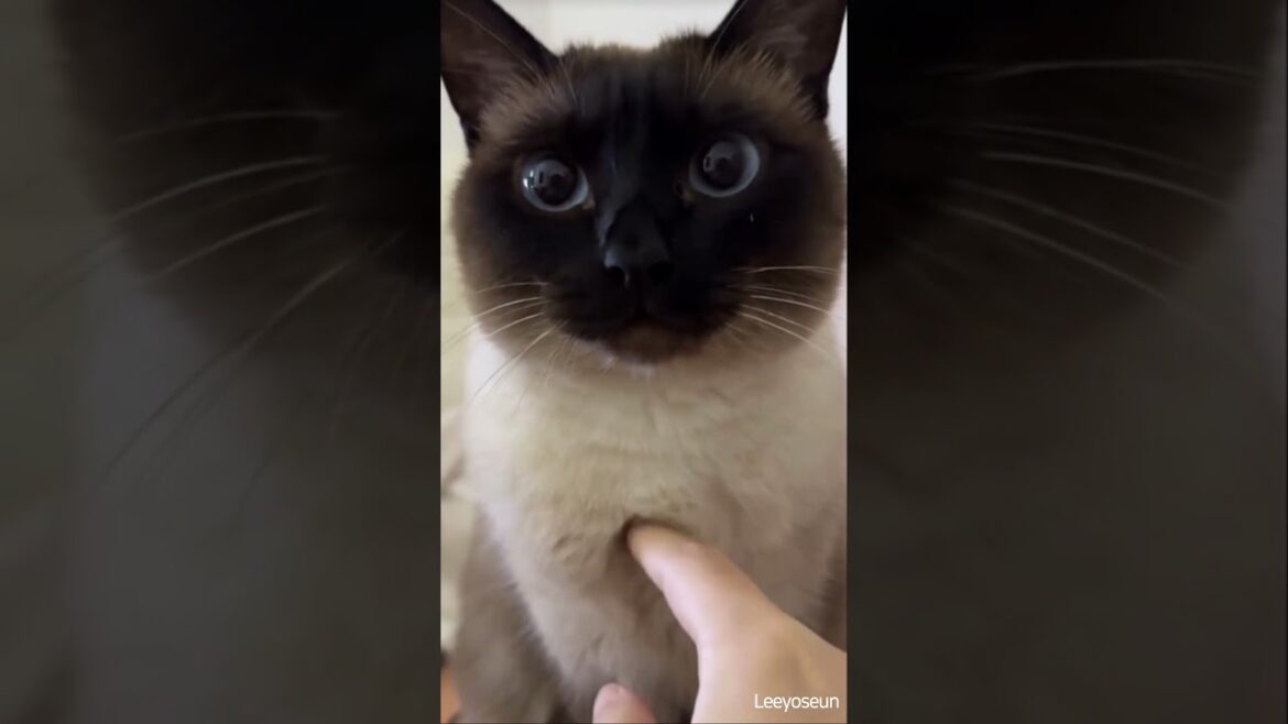 A calm moment of bonding with a sweet kitty