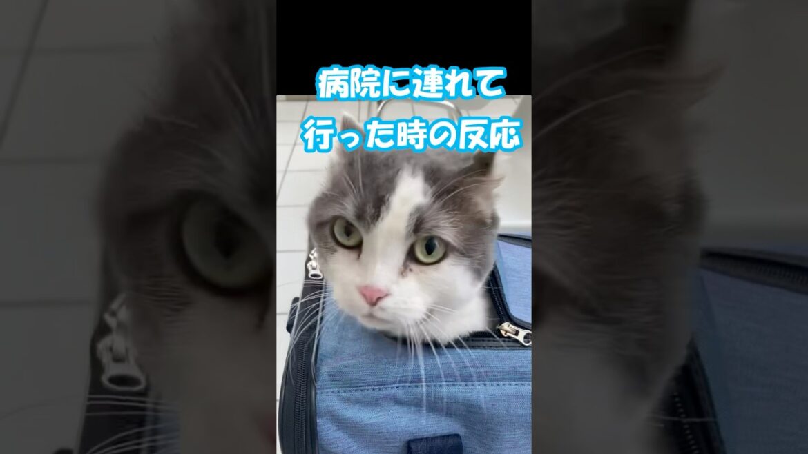 病院での反応  #ミント君 #動物病院にて #アメリカンカール #猫動画